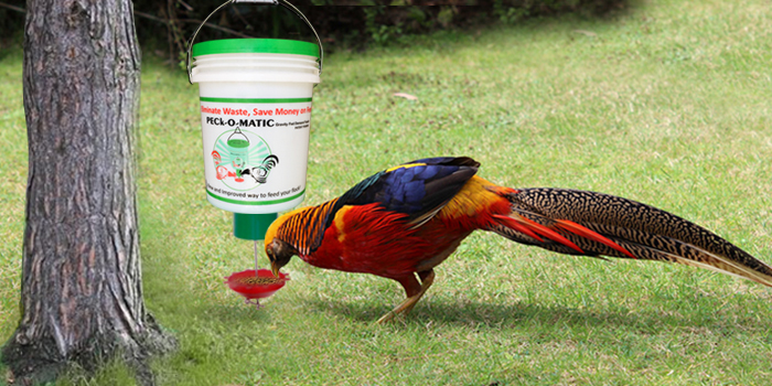automatic pheasant feeder