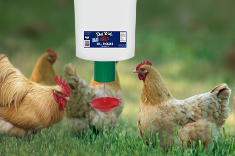 Buff Orpingtons Chicken Using Automatic Chicken Feeder