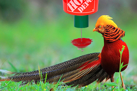 Golden Pheasant Using Automatic poultry Feeder