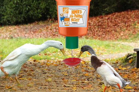 Indian Runner Duck Using Automatic Duck Feeder