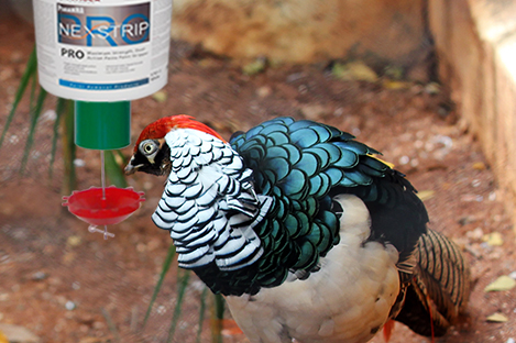 Lady Amherst's  Pheasant using automatic poultry feeder