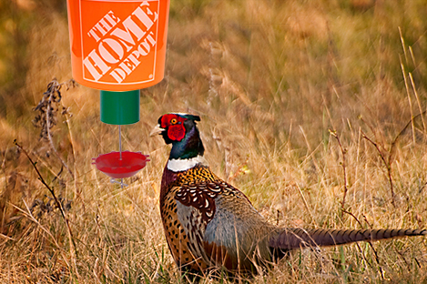 Ring-Necked-Pheasant-using-automatic-poultry-feeder