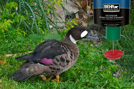 Bronze Winged Duck Using Automatic Duck Feeder