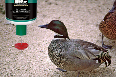 Falcated Teal Duck Using Automatic Duck Feeder