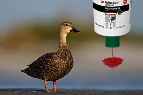 Mottled Duck Using Automatic Duck Feeder