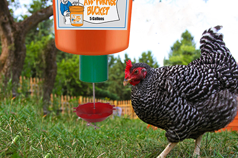 plymouth-rock-automatic-chicken-feeder