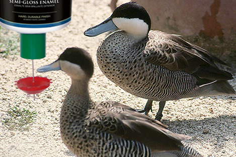 Puna Teal   Duck Using Automatic Duck Feeder
