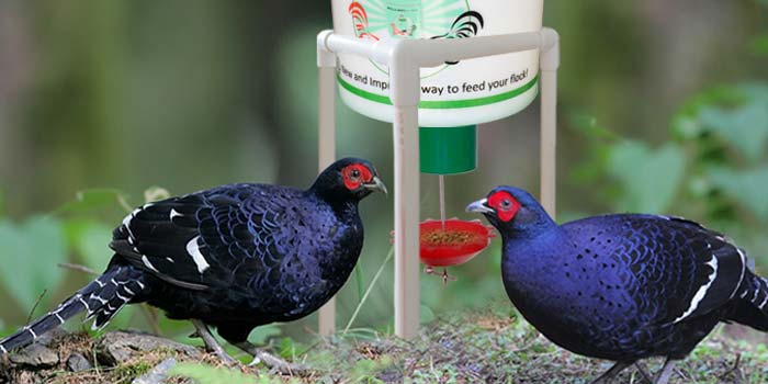 peckomatic automatic bird demand feeder