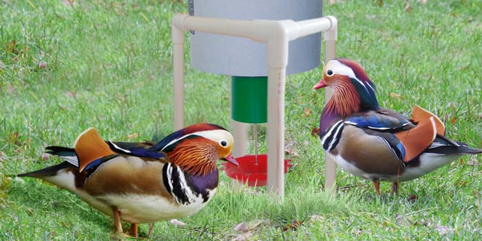 Mandarin Ducks using Automatic Duck Feeder
