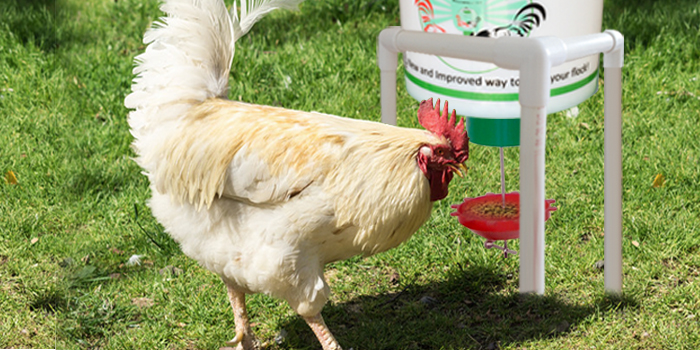 peckomatic automatic chicken demand feeder