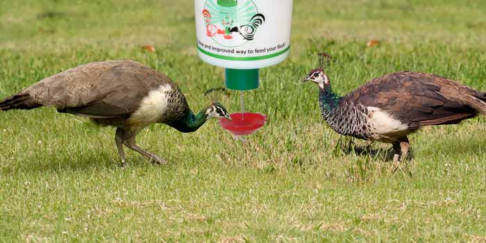 peckomatic automatic peafowl demand feeder