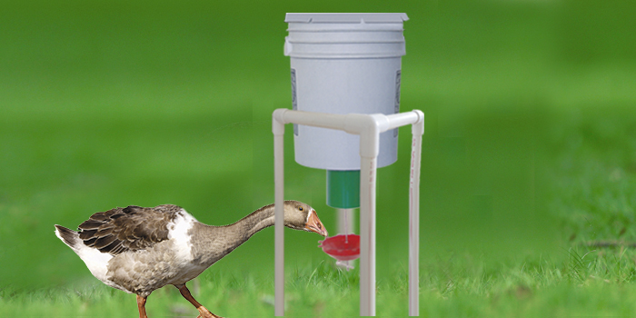 swan using automatic demand feeder