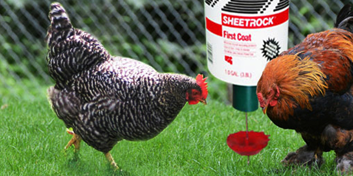 chickens demand feeder