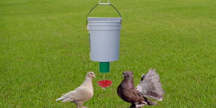 Doves using demand feeder
