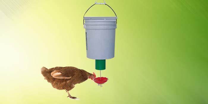 Chicken using demand feeder