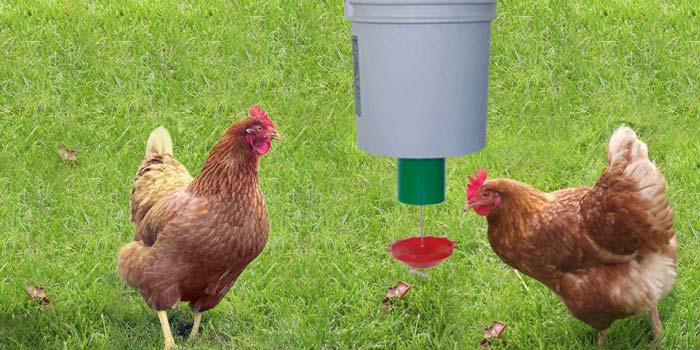 chicken using peckomatic demand feeder
