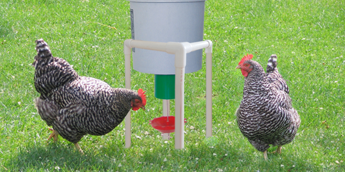 chickens using peckomatic demand feeder