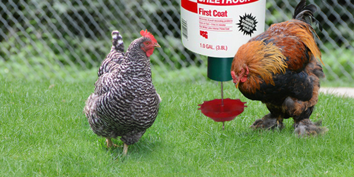 chickens using automatic demand feeder