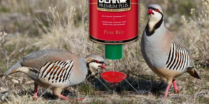 demand bird feeder