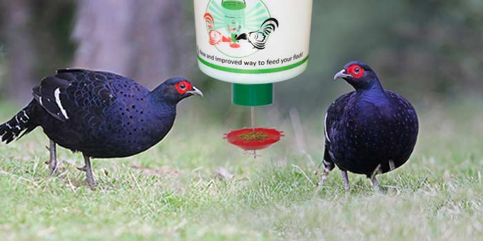 demand bird feeder  kit
