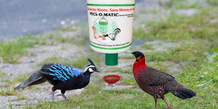 demand bird feeder kit