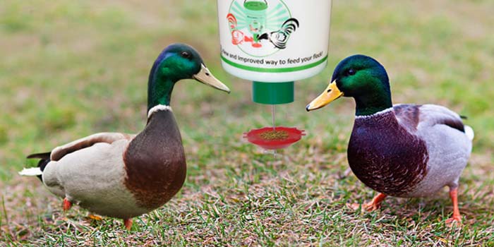 demand feeder  ducks