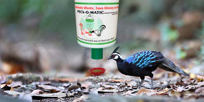 demand feeder palawan peacock