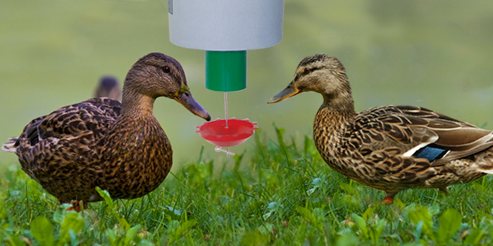 ducks using automatic demand feeder