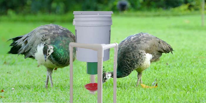 Peafowl using automatic demand feeder