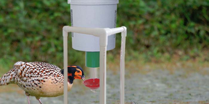 Pheasant using demand feeder