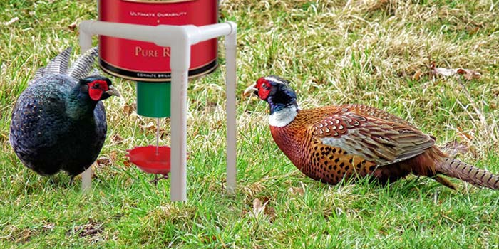 Pheasants using  Demand Bird Feeder