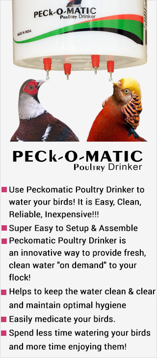 PECk-O-MATIC Tripod 5-Gallon Pail Stand for Both Peckomatic Bird Feeder and  Poultry Drinker