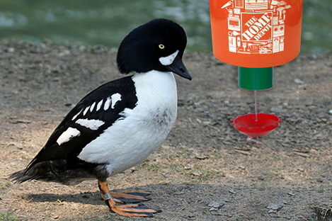 Barrow's Goldeneye Duck Using Automatic Duck Feeder