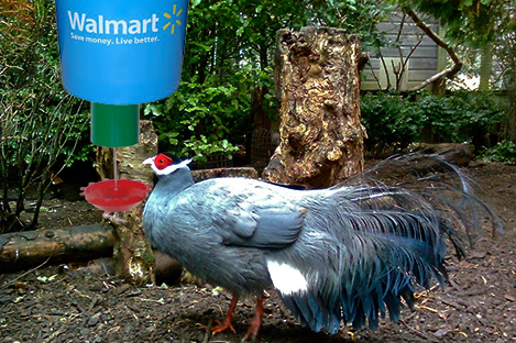 Blue Eared Pheasant  using automatic poultry feeder