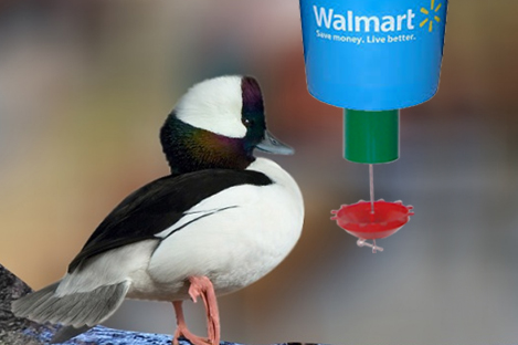 Northern Pintails  Duck Using Automatic Duck Feeder