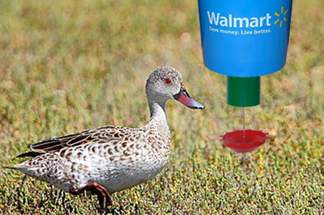 Cape Teal Duck Using Automatic Duck Feeder