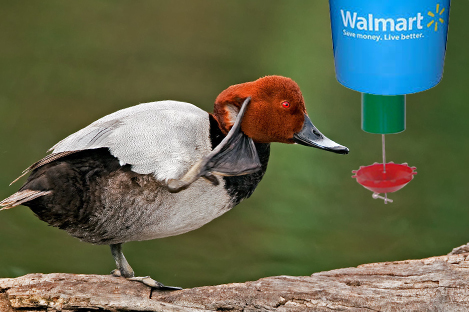 Common Pochard Duck Using Automatic Duck Feeder