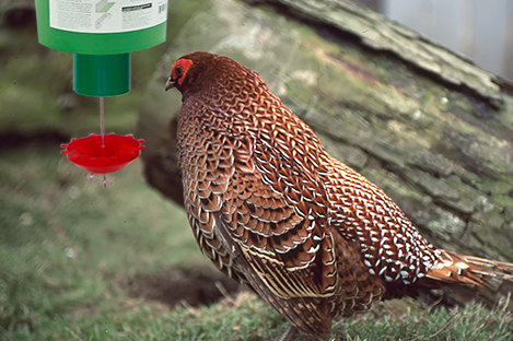 Copper  Pheasant  using automatic poultry feeder
