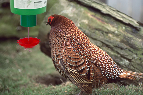 Copper Pheasant Using Automatic poultry Feeder