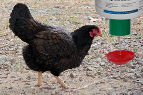 Cornish Chicken Using Automatic Chicken Feeder