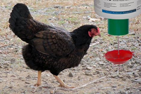 Cornish Chicken Using Automatic Chicken feeder