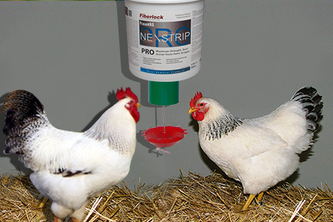 Delawares Chicken Using Automatic Chicken Feeder