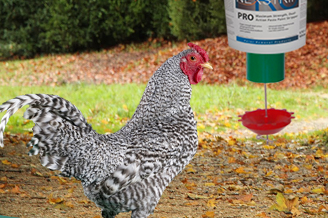 Dominique  Chicken Using Automatic Chicken feeder