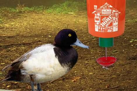 Greater scaup Duck Using Automatic Duck Feeder