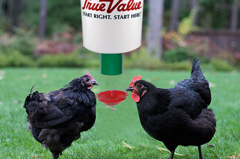 Jersey Giant Chicken Using Automatic Chicken Feeder