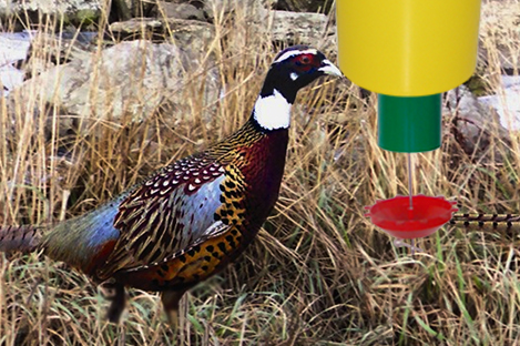 Manchurian cross Pheasant using automatic poultry feeder