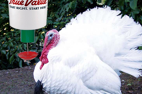 Midget White Turkey Using Automatic Turkey Feeder