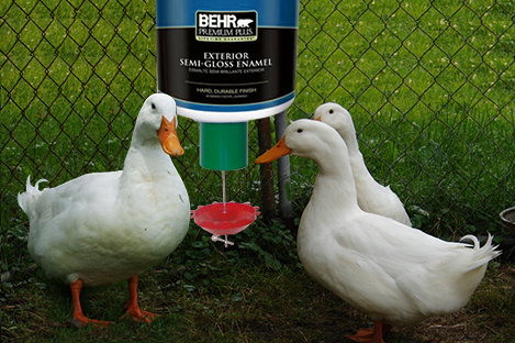 Pekin Duck Using Automatic Duck Feeder