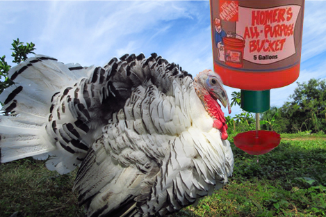 Royal Palm Turkey Using Automatic Turkey feeder