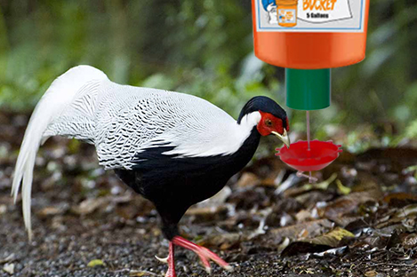 Silver  Pheasant using automatic poultry feeder
